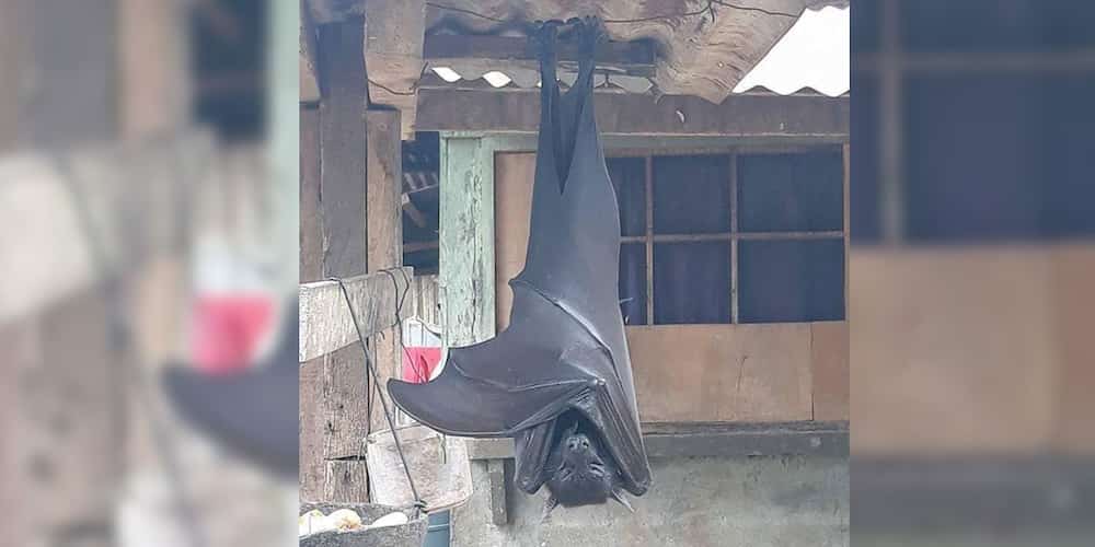 Human-sized bats from the Philippines freak out social media users