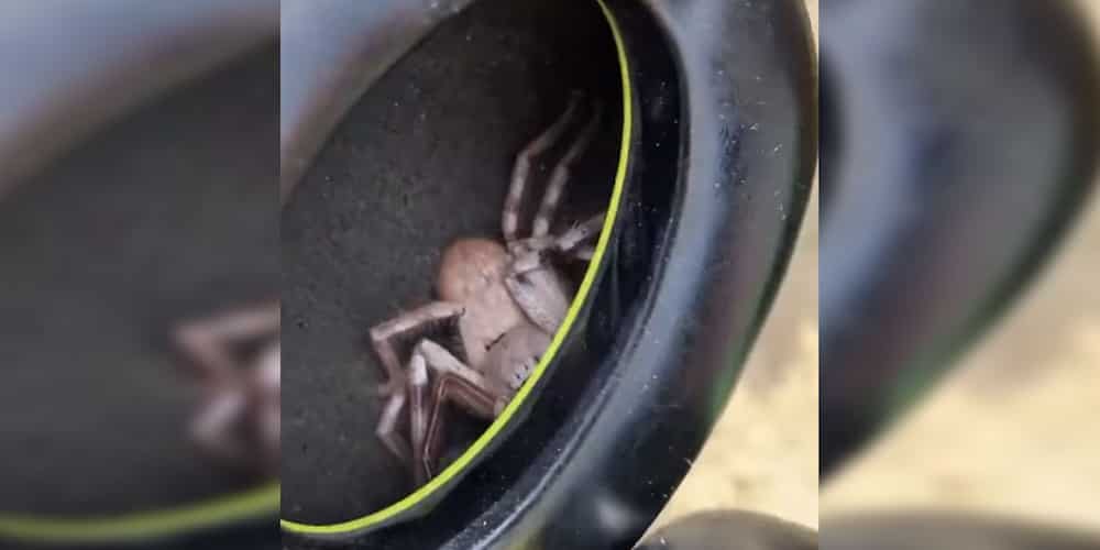 Video of man who found a spider in his headphones goes viral