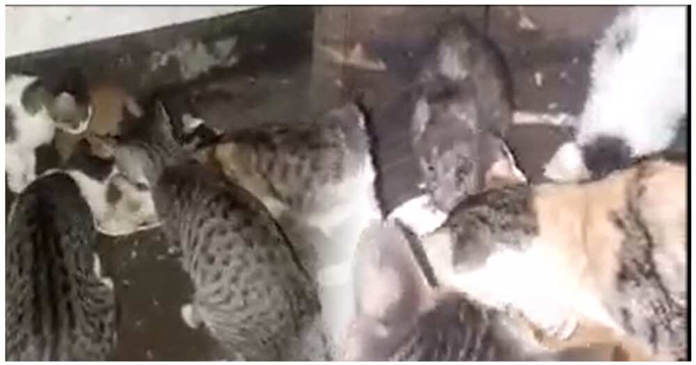 Video ng mga pusa na kasalo sa pagkain ang isang daga, kinaaliwan