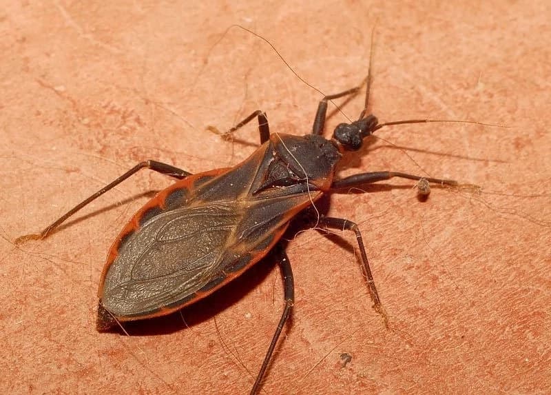 Kissing bugs infecting Filipinos with deadly Chagas disease