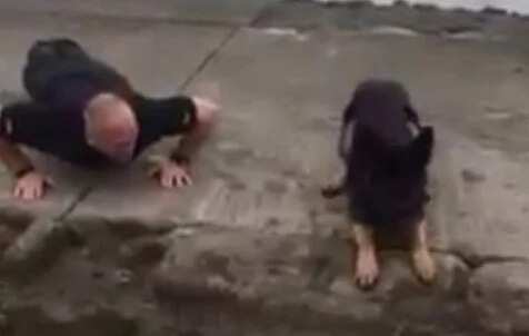 Watch: This fuzzy policeman does pushups like a real officer of the force