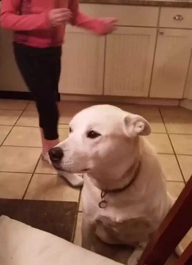 Funny dog had a hilarious conversation with its owner