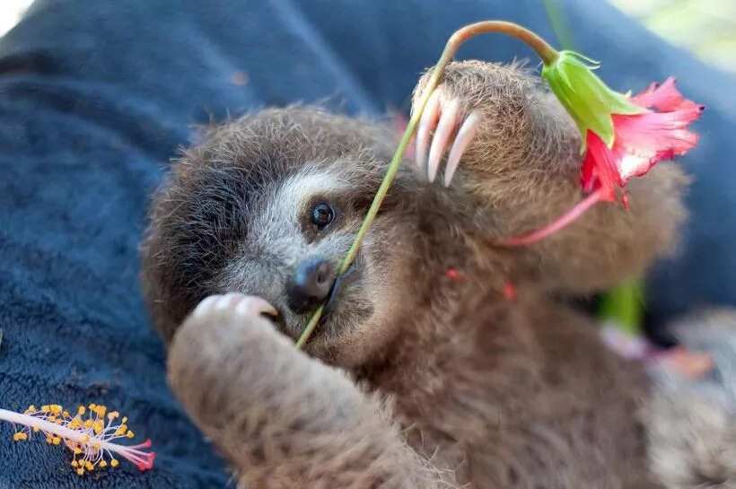Welcome to the Cutest World — a Place With Lots of Small SLOTHS (Photos)