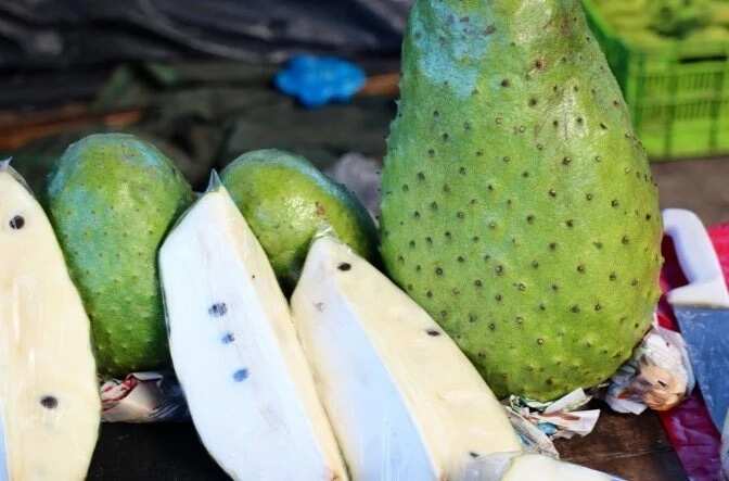 The leaves of soursop are 1.000 times stronger at killing cancer cells than chemotherapy!