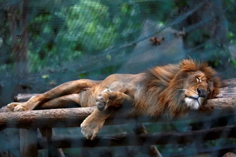 50 animals 'starve to death' at Venezuelan zoo