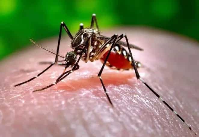 Girl dies of severe dengue months after dengvaxia