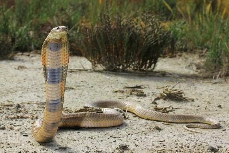 'Cobra King' from Sorsogon dies from the bite of his own pet snake