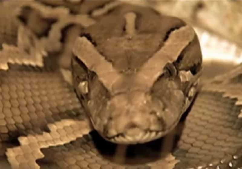 ball python yawn gif