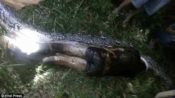 In a search for a missing neighbor, locals spotted a reticulated python. After killing this fattened monster they stop leaving their houses by night.