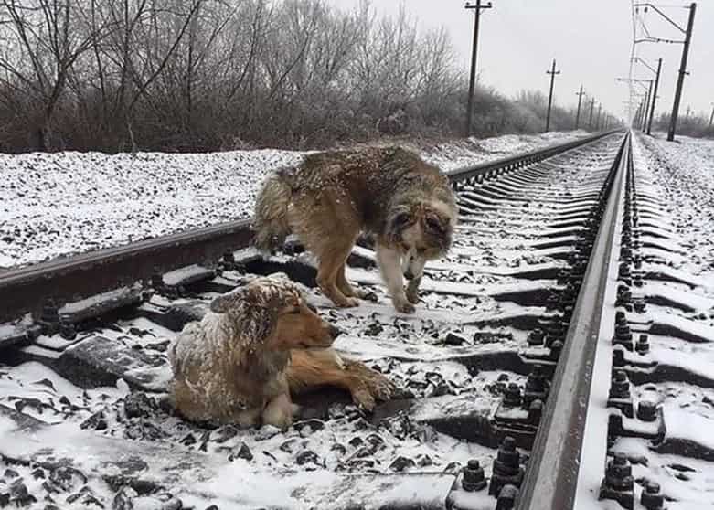 Loyal Dog Stayed With His Injured Girlfriend On Railway Tracks As Trains Rolled Above Them