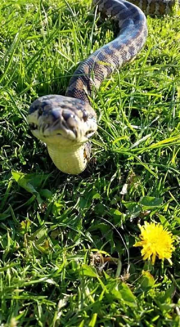 Homeowners spotted a 5-ft. snake in their garage. When they came back for it, they were surprised to see it camouflaged so well...