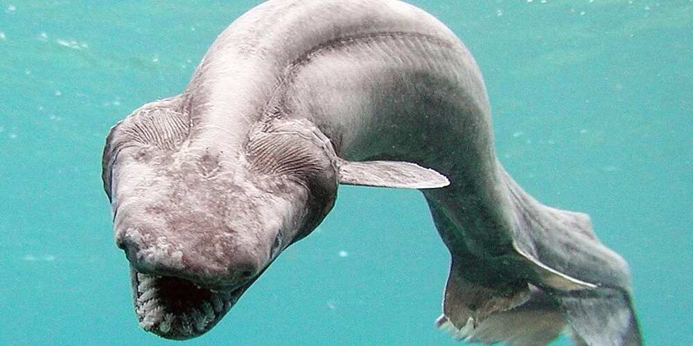 8 unbelievable sea monsters which live in deep-waters
