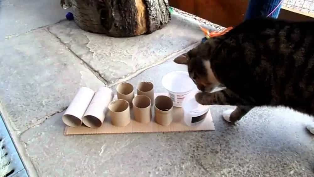 Food puzzles can save you and your cat a lot of trouble