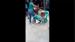 Ang sama! Cruel woman caught hitting St. Bernard dog in Baguio City for photo's sake