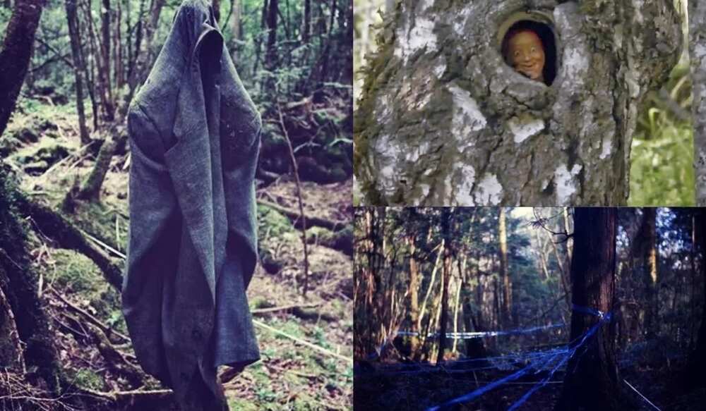 Suicide Forest In Japan Filled With Horror And Mystery