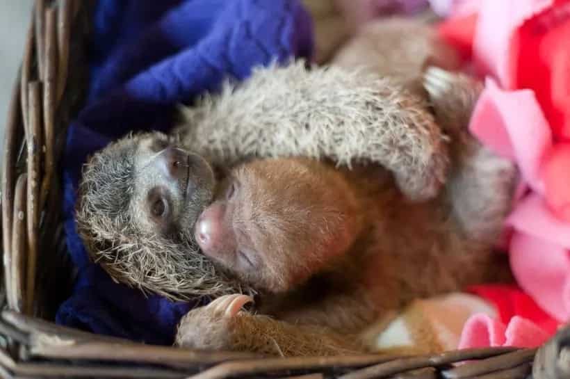 Welcome to the Cutest World — a Place With Lots of Small SLOTHS (Photos)