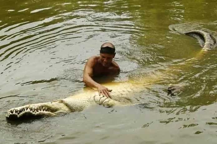Dangerous friendship: meet the man who swims daily with a 5-meter crocodile