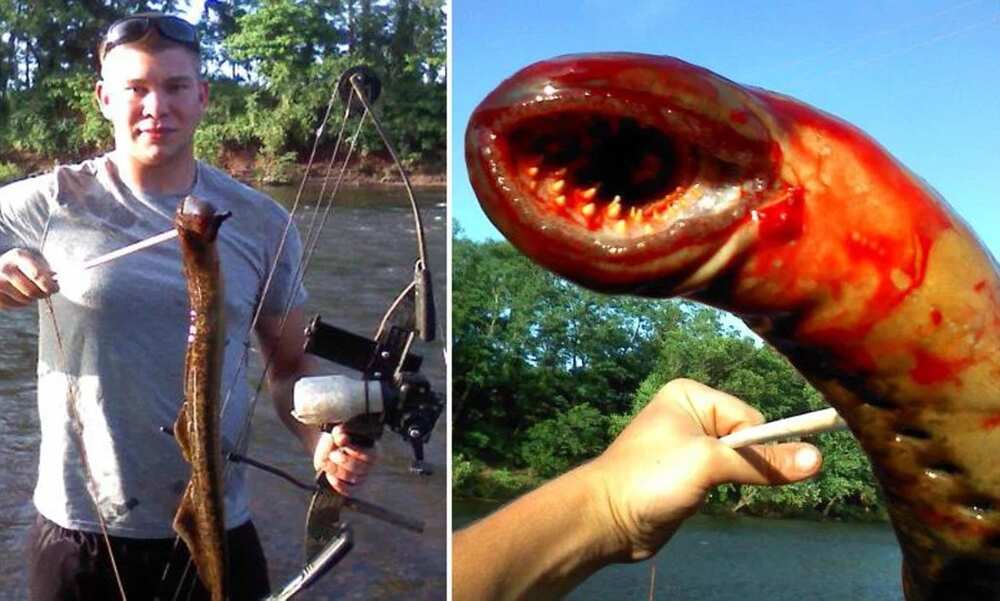 8 unbelievable sea monsters which live in deep-waters