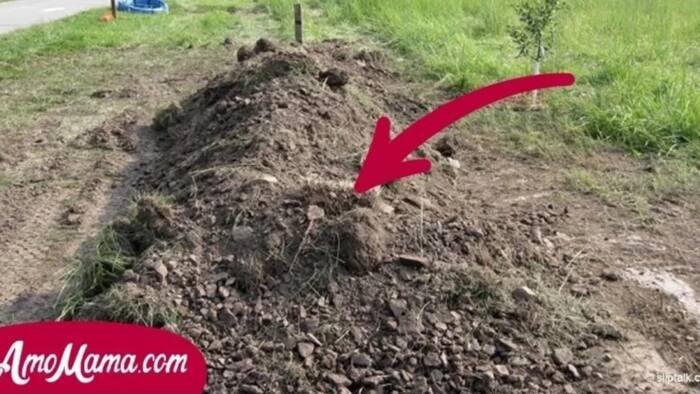 They Heard Crying From This Pile Of Dirt, Started To Dig And Couldn't Believe Their Eyes