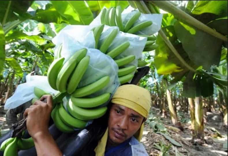 A banana plantation in Maguindanao quelled terrorism in one barangay; here’s how