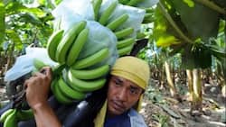 A banana plantation in Maguindanao quelled terrorism in one barangay; here’s how