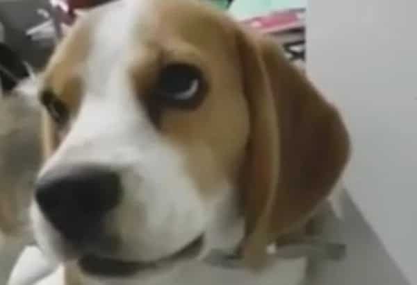 Dog refuses to listen to owner’s revelations about him being adopted