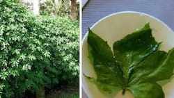 This plant is called “GOD’S GIFT” as it can cure more than 100 diseases!