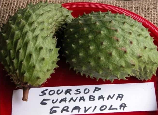 The leaves of soursop are 1.000 times stronger at killing cancer cells than chemotherapy!
