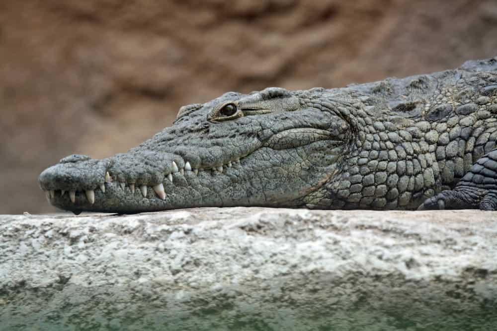 A creepy crocodile-buffalo hybrid was born in Thailand