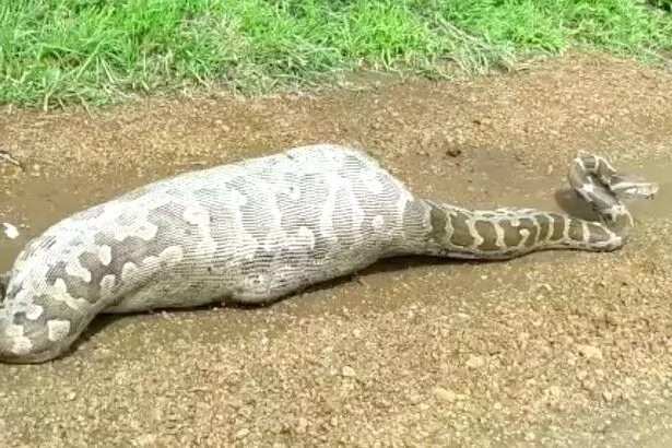Python tries to swallow an antelope whole and dies