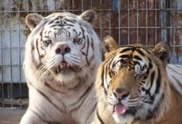 Say hello to Kenny, the inbred white tiger with down syndrome