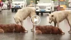 This video of a stray dog staying by his dead friend’s side will make you cry a river