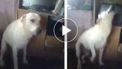 Hilarious dog caught 'twerking it like Miley' in Baguio