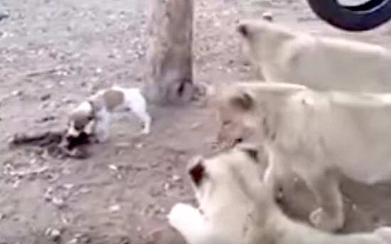 Jack Russell terrier fights of 3 lion cubs that are after his lunch
