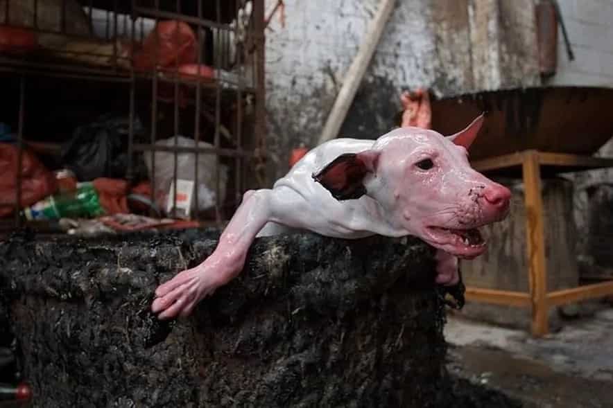 China’s controversial dog-meat festival ended