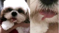 Dog’s tongue cut by pet groomer