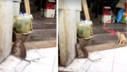 Ang intense! Two huge rats fight against each other while a cat looks on