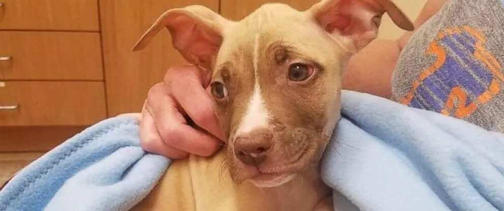 This heroic pitbull saved the life of a little puppy!