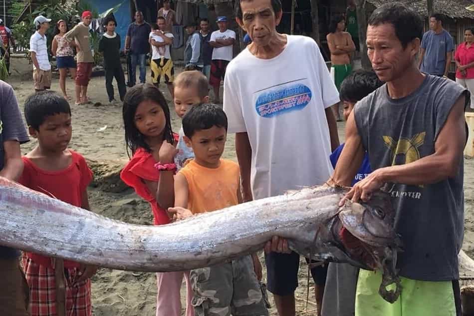 oarfish oarfish