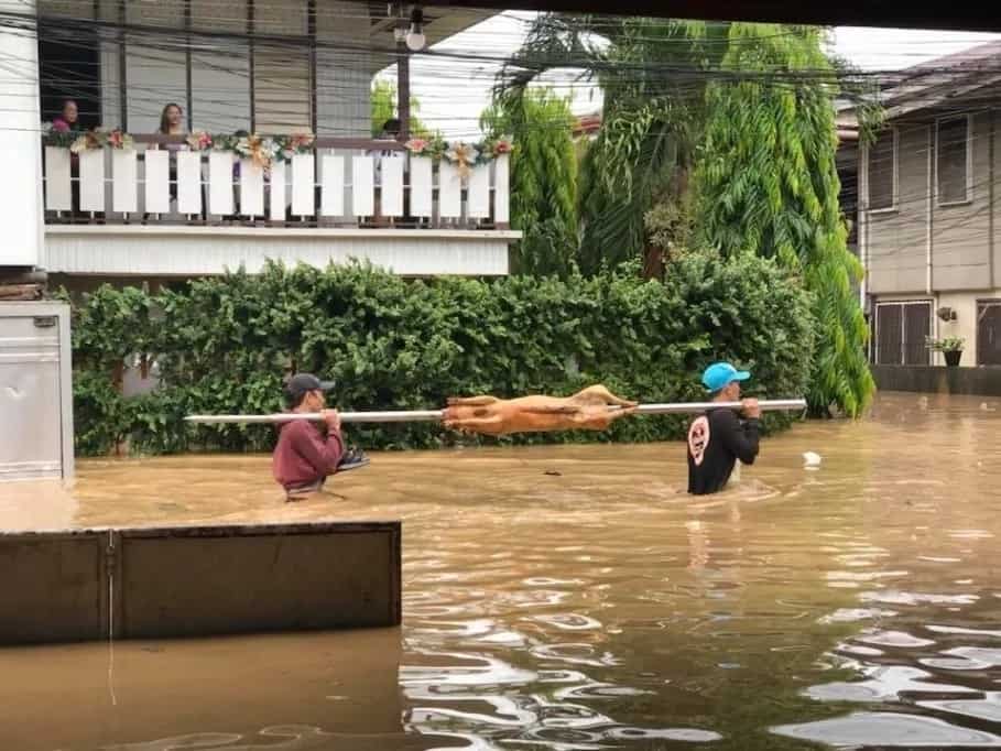 Rain or shine, may lechon ka! Netizens express their delight over photos of lechon being delivered despite heavy rains and floods