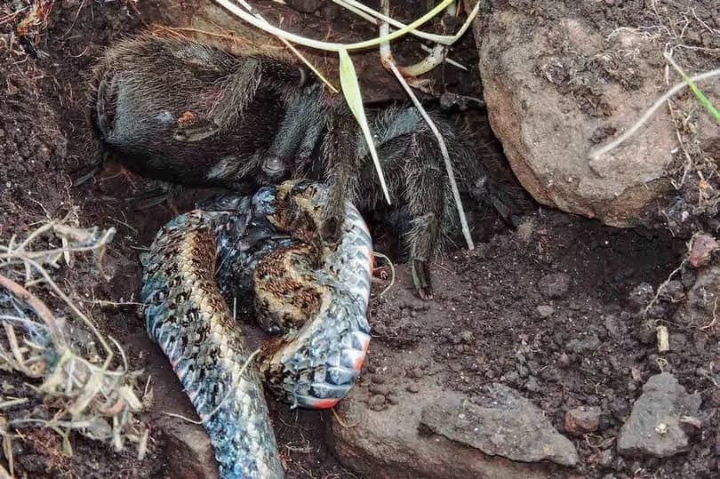 Gigantic Tarantula Devours A Snake In Never Before Seen Footage