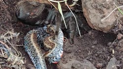 Gigantic Tarantula Devours A Snake In Never Before Seen Footage