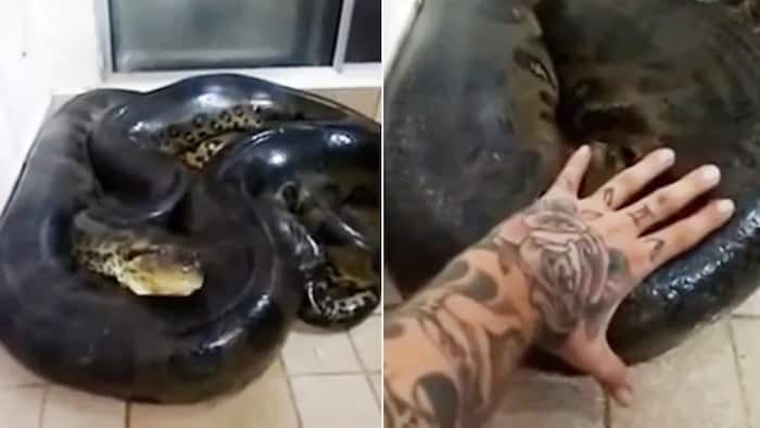 WATCH: Man touches anaconda; what happens next won't make you sleep