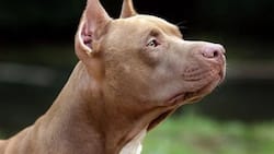 A pit bull ran out of his home to save a woman being beaten by her husband