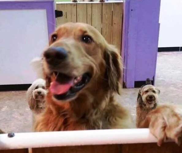 Dog ran away from home to be with friends at the daycare