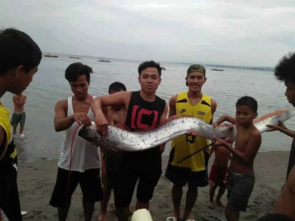PHOTOS: Rare oarfish captured in Mindanao