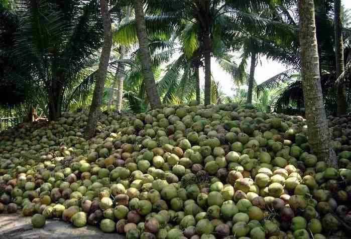 Probe on econ sabotage of China to RP coco industry sought