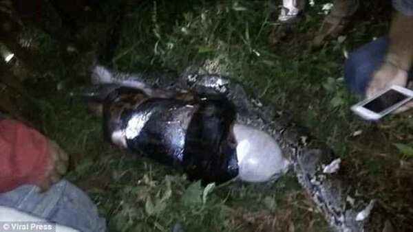 In a search for a missing neighbor, locals spotted a reticulated python. After killing this fattened monster they stop leaving their houses by night.