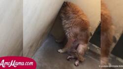 This Dog Sits In The Corner Of His Shelter Feeling Ashamed About What His Owners Did...