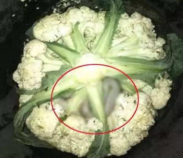 Woman buys a cauliflower from suspicious street vendor. When she looks in its bottom, she spots this little guy moving